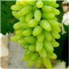 XCMBNHY Rizomi D'Uva, Rizomi D'Uva Resistente Al Freddo Perenne Rizomi Rizomi D'Uva Resistente Al Freddo D'Uva Perenne Rizomi D'Uva Rizoma Coltivazione Dell'Uva Piantare La Vite-1Bulbi-A