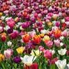 Bloomique - Mix di 20 - Tulipani 60 Giorni - Bulbi di tulipano - Mix di colori - Bulbi - Fioritura primaverile - Perenni - Cresce fino a 25-60 cm