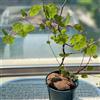 Generic Stephania Erecta - ornamentali esotiche giardino resistenti facile 1bulbi