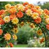 CUIKWA Clematide rampicante Montenegro, una clematide rampicante da esterno adatta per giardini domestici-4 Rhizomes-D