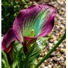 DSTFERY Calla rara/Calla a tubero/Perenne ornamentale per temperature fredde/Matrimonio/Interno/Giardino/Decorazione/Temperature fredde-2 pcs-D
