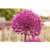 Flora Import 10 X Allium Aflatunese Purple Sensation - Bulbi Di Alta Qualità (10)
