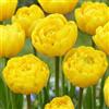 DUTCH BULBS EXCLUSIVE PLANTS FROM HOLLAN Bulbi Fiori Perenni da Esterno - 20 Bulbi Tulipani Double Yellow Passion | Piante e Fiori Esclusivi dall'Olanda, per giardino, vasi e balcone (non semi, non artificiali)