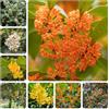 Generic Osmanthus Fragrans - decorazione d'appartamento balcone rialzato letto giardino 3piante
