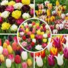 Florium Bulbi di tulipani 50 pezzi - Wunderland Mix, rustici e perenni | Varietà Wunderland Frühling, 15 varietà e colori, bulbi dall'Olanda, fioritura precoce per giardino, aiuola e fioriera
