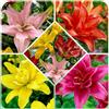 DUTCH BULBS EXCLUSIVE PLANTS FROM HOLLAN Bulbi Fiori Perenni da Esterno - 15 Bulbi di Gigli Asiatici Foulded | Mix di 5 varietà e colori, Piante e Fiori Esclusivi dall'Olanda, per giardino (grandi bulbi, non semi, non artificiali)