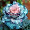 KMIODS Rizoma Di Rosa Raro, Perenne, Adatto A Primavera E Autunno, Ideale Per La Vista In Giardino, Non Necessita Di Irrigazione-1 Rizoma-J