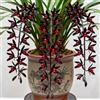 Nyugs Rizomi di Cymbidium resistenti, Orchidee da esterno, Varietà di orchidee selezionate, Profumate, Perfette da esporre sui balconi.-3 Rhizome-C