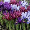 DUTCH BULBS EXCLUSIVE PLANTS FROM HOLLAN Bulbi Fiori Perenni da Esterno - 50 Bulbi Iris Reticulata Budget | Mix di 4-5 varietà e colori, Piante esclusive dall'Olanda, per giardino e vaso (non semi, non artificiali)