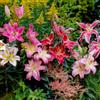 FLORIUM - Collezione Exquisite di Gigli Orientali (15 Bulbi), Miscela di 5 Varietà, 3 per Colore, Bulbi a Fiore da Giardino Rustici dall'Olanda, Grandi Bulbi - Vere Piante (Senza Semi)