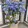 Generic Plumbago auriculata giardino appartamento ufficio balcone 1piante