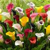 Flora Import 5 X Calla Miste - Bulbi Calle Miste - Bulbi Alta Qualità