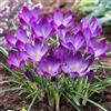 DUTCH BULBS EXCLUSIVE PLANTS FROM HOLLAN Bulbi Fiori Perenni da Esterno - 50 Bulbi Crocus Ruby Giant | Piante e Fiori Esclusivi dall'Olanda, per giardino, vasi e balcone (non semi, non artificiali)