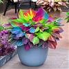 WEFHGFG Facile Da Mantenere Rari Hosta/Perfetto per chi è sempre indaffarato/Resistente.edizione limitata.-10Hosta pezzo-H