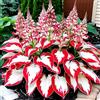 OPVDJD Hosta-Adatto per decorare il tuo giardino, rinverdire e abbellire l'ambiente-E-4 Radice