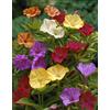 Flora Import 10 X Mirabilis Jalapa Mix - Bella Di Notte Misti - Bulbi Di Alta Qualità (10)