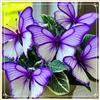 UYKOJMDR Midnight Blue Hosta Rizomi,Resistenti al Freddo,Crescita Vigorosa,er Ombreggiature,Compatti,Naturali,Freschi.-4Wurzel-A