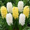 DUTCH BULBS EXCLUSIVE PLANTS FROM HOLLAN Bulbi Fiori Perenni da Esterno - 15 Bulbi Giacinto Mix Giallo e Bianco | Piante e fiori esclusivi dall'Olanda, 3 varietà profumate, per giardino, vaso e vetro (non semi, non artificiali)