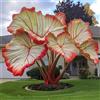 HGJKYTFCDG Elefante orecchio rizomi - Acquistare alocasia - Varietà resistenti al gelo per giardino tropicale & luce balcone-4radici-X