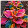 UYKOJMDR Midnight Blue Hosta Rizomi,Resistenti al Freddo,Crescita Vigorosa,er Ombreggiature,Compatti,Naturali,Freschi.-4Wurzel-J