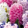 Bloomique - Mix di 10 - Hyacinthus - Giacinto - Mix di colori - Bulbi - Fioritura primaverile - Perenni - Cresce fino a 20-25 cm