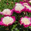 Nyugs Peonia- Rizomi Peonia Resistenti- Rizomi Perenni Giardino- Piantagioni Peonia Rari Giardino- Elegante Arbusto Peonia-b-1 rizoma