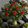 Mwsgh Rosa del deserto bonsai/Rosa del deserto-Resistenti/Profumati/Facili da Curare/Perenni-G-1 Rhizome