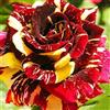 VJIDOSO Abbellire l'ambiente,Cipolle con rose,rizoma di rosa,resistenti all'inverno,grazia,decorazione da giardino,aroma affascinante,mix di cipolle.-1Wurzel-D