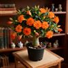 Mwsgh Rosa del deserto bonsai/Rosa del deserto-Resistenti/Profumati/Facili da Curare/Perenni-F-1 Rhizome