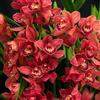 UYKOJMDR Cymbidium,Vari Colori,perenni,splendente e vivace,Ambiente Paesaggistico,Decorazione del giardino.-5Cymbidium pezzo-D