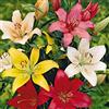 Flora Import 10 X Lilium Mix - Gigli Misti Profumati - Bulbi Di Alta Qualità (10)