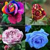 VJIDOSO Abbellire l'ambiente,Cipolle con rose,rizoma di rosa,resistenti all'inverno,grazia,decorazione da giardino,aroma affascinante,mix di cipolle.-1Wurzel-C