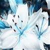 VJIDOSO Lilium tuberi mix di cipolle,gigli in vaso,cipolle perenni,decorativi,grazia,gigli a cipolle resistenti all'inverno,ottima decorazione-2pezzo-K