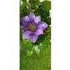 Generico Pianta Clematis Boulevard Viola | H 70cm