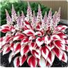 WEFHGFG Facile Da Mantenere Rari Hosta/Perfetto per chi è sempre indaffarato/Resistente.edizione limitata.-15Hosta pezzo-B