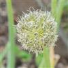 le Georgiche Vivai le Georgiche - Pianta vera di Allium x proliferum Allium cepa var. proliferare Aglio ornamentale, Cipolla egiziana - vaso Ø 16 cm