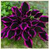 UYKOJMDR Midnight Blue Hosta Rizomi,Resistenti al Freddo,Crescita Vigorosa,er Ombreggiature,Compatti,Naturali,Freschi.-4Wurzel-L
