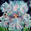Nyugs Iris, rizomi di Iris resistenti, rizomi perenni da giardino, piantagioni di Iris rari da giardino-4 rizomi-d