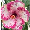 CUIKWA Ibisco vivo cangiante (Hibiscus mutabilis) per giardini esterni, arbusti di rosa del cotone-2 Radici di ibisco-A