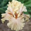 Nyugs Iris- Rizomi Iris Resistenti- Rizomi Perenni Giardino- Piantagioni Iris Rari Giardino Elegante Esposizione-10 rizomi-a