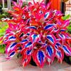 OPVDJD Hosta-Rinverdimento Abbellisci l'ambiente Adatto per decorare il tuo giardino-B-4 Radice