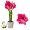 DUTCH BULBS EXCLUSIVE PLANTS FROM HOLLAN Bulbi di Amaryllis Pink Passion - 1 bulbi fiori in grande formato 26/30 | Piante e fiori esclusivi dall'Olanda, Autentici Hippeastrum (senza semi, senza cera e non artificiali)