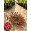 POWERS TO FLOWERS - PORTULACA BICOLORE BASKET 24CM, OFFERTA ULTIMI 3 PEZZI!!! piante vere