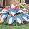 OPVDJD Hosta-Rinverdimento Abbellisci l'ambiente Adatto per decorare il tuo giardino-D-4 Radice