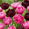 DUTCH BULBS EXCLUSIVE PLANTS FROM HOLLAN Bulbi Fiori Perenni da Esterno - 20 Bulbi Tulipani Double Purple Black | Piante e Fiori Esclusivi dall'Olanda, per giardino, vasi e balcone (non semi, non artificiali)
