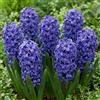DUTCH BULBS EXCLUSIVE PLANTS FROM HOLLAN Bulbi Fiori Perenni da Esterno - 15 Bulbi Giacinto Blu