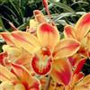 UYKOJMDR Cymbidium,Vari Colori,perenni,splendente e vivace,Ambiente Paesaggistico,Decorazione del giardino.-5Cymbidium pezzo-A