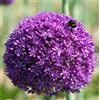 Flora Import 3 X Allium - Allium Gigante AMBASSADOR - aglio ornamentale - Bulbi Di Alta Qualità