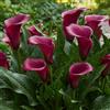 DUTCH BULBS EXCLUSIVE PLANTS FROM HOLLAN Bulbi Calle Zantedeschia - Purple Passion - 5 Bulbi Fiori | Piante e Fiori Esclusivi dall'Olanda, per giardino, vasi e balcone (non semi, non artificiali)