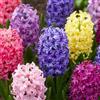 DUTCH BULBS EXCLUSIVE PLANTS FROM HOLLAN Bulbi Fiori Perenni da Esterno - 15 Bulbi Giacinto Mix Economico | Piante e fiori esclusivi dall'Olanda, 3 varietà profumate, per giardino, vaso e vetro (non semi, non artificiali)